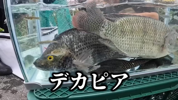 沖縄の川で異常繁殖している外来種を捕獲