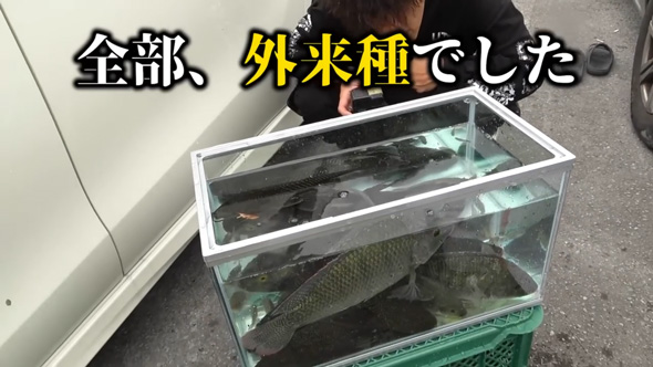 沖縄の川で異常繁殖している外来種を捕獲