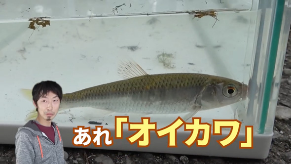 沖縄の川で異常繁殖している外来種を捕獲