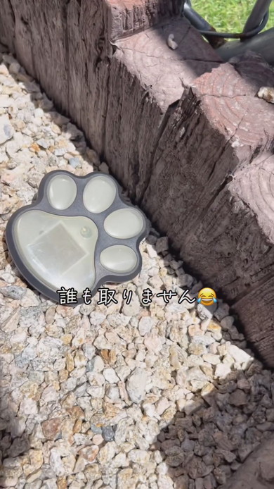 肉球型敷石を設置した状態