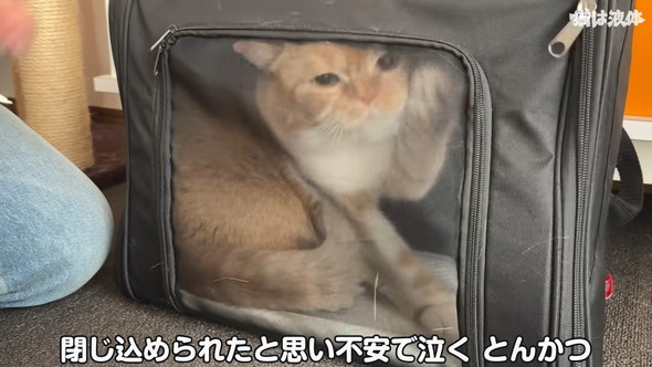 病院へ行くためキャリーに入れられる猫ちゃん