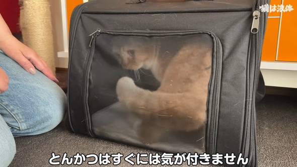 病院へ行くためキャリーに入れられる猫ちゃん