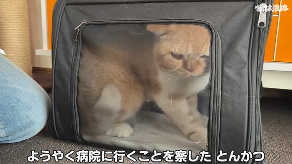 病院へ行くためキャリーに入れられる猫ちゃん