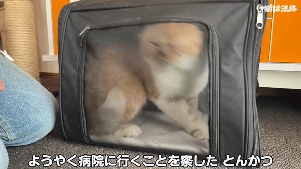 病院へ行くためキャリーに入れられる猫ちゃん