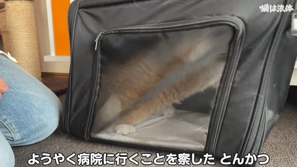 病院へ行くためキャリーに入れられる猫ちゃん