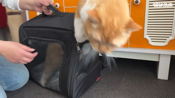 病院へ行くためキャリーに入れられる猫ちゃん