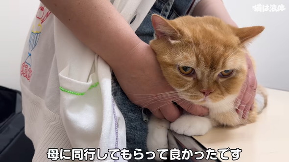 病院へ行くためキャリーに入れられる猫ちゃん