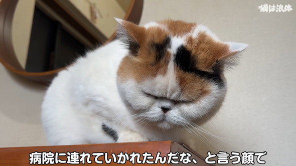 病院へ行くためキャリーに入れられる猫ちゃん