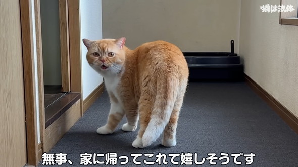 病院へ行くためキャリーに入れられる猫ちゃん