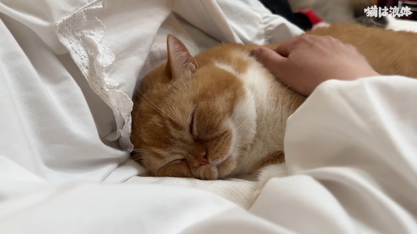 病院へ行くためキャリーに入れられる猫ちゃん