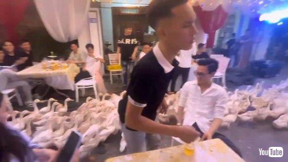 結婚式会場を通り抜けていく大量のアヒル