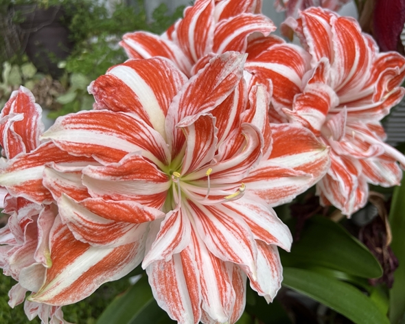 アマリリス・ダンシングクイーン