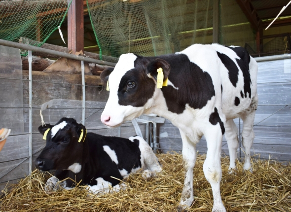 美しい乳牛の画像