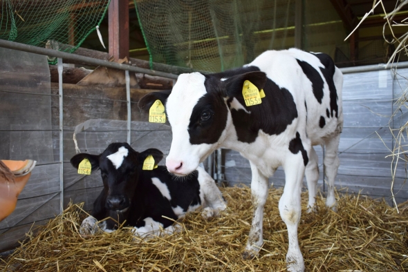 美しい乳牛の画像