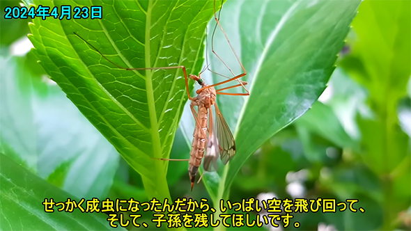 せっかく成虫になったんだから