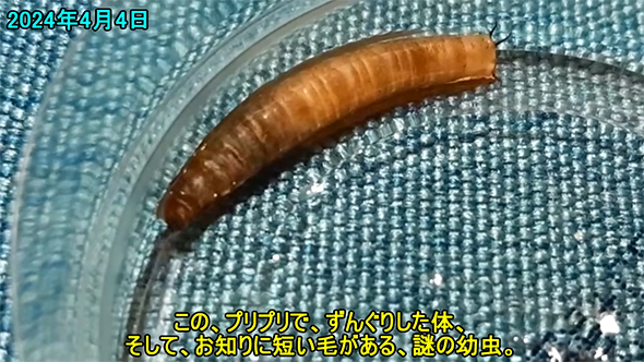 このプリプリでずんぐり