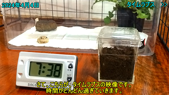 タイムラプスの映像です