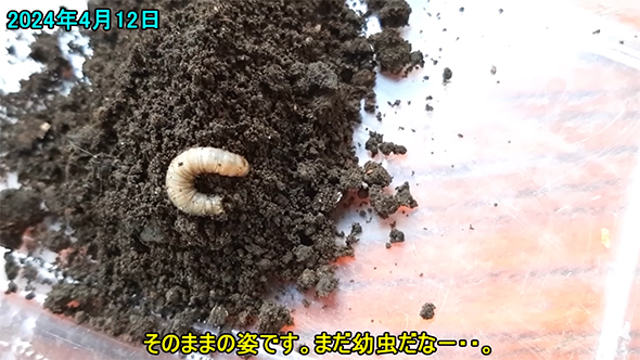 そのままの姿です