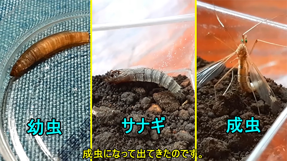 成虫になって出てきたのです