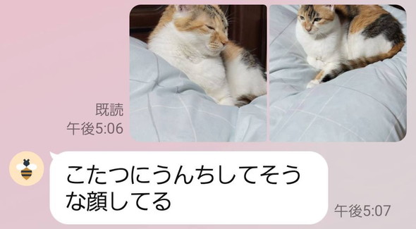 「うんちしてそう」と言われた猫ちゃんの写真