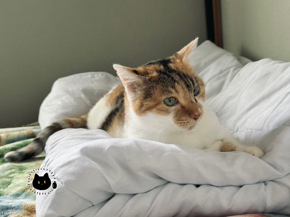 布団でくつろぐ三毛猫ちゃん