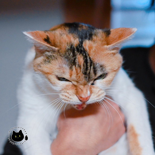 お怒り三毛猫ちゃん