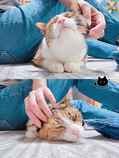 なでられている猫ちゃん