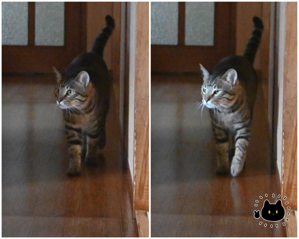 歩いている猫ちゃん