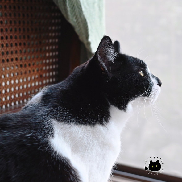 横顔の猫ちゃん