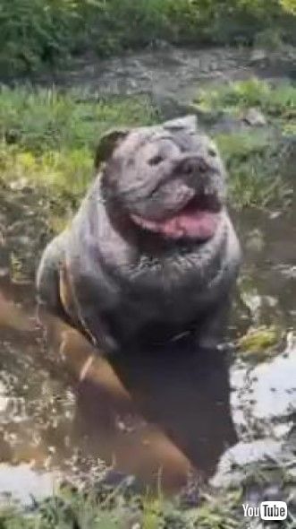 泥に浸かり真っ黒になったブルドッグ