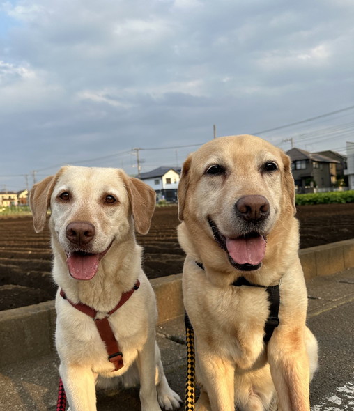 散歩するワンコ
