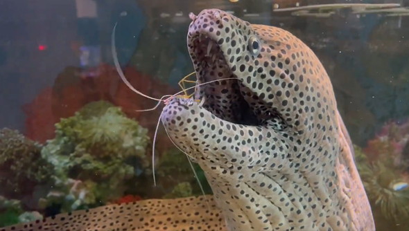 ウツボの口に入るエビ