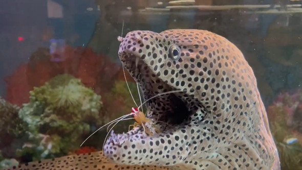 ウツボの口に入るエビ