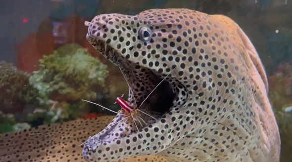 ウツボの口に入るエビ