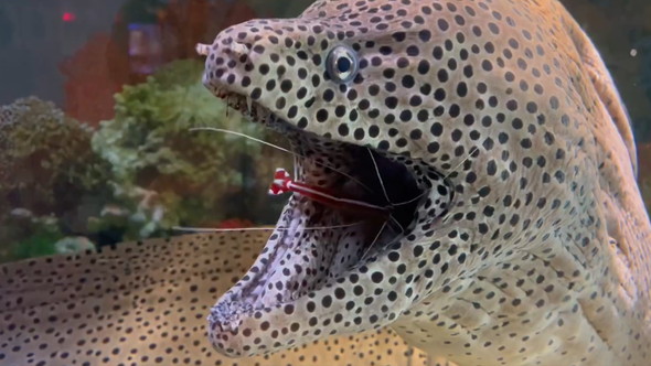 ウツボの口に入るエビ