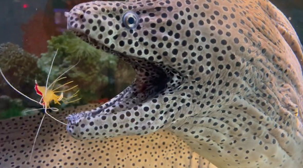 ウツボの口に入るエビ