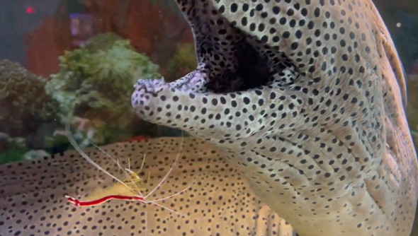 ウツボの口に入るエビ