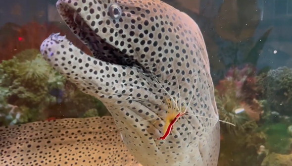 ウツボの口に入るエビ