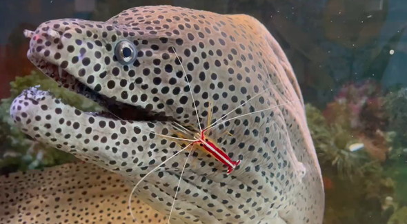 ウツボの口に入るエビ