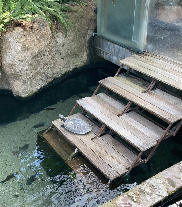 マリオシリーズの「無限1up」にしか見えない「栃木県なかがわ水遊園」亀