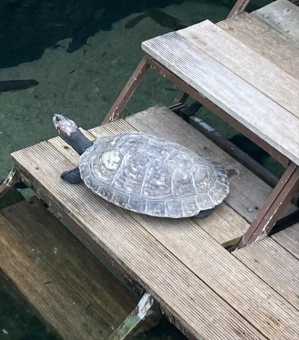 マリオシリーズの「無限1up」にしか見えない「栃木県なかがわ水遊園」亀