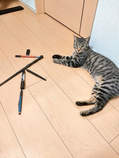 文房具と猫で「ネコ」の文字を表現