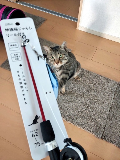 釣竿型じゃらしを見つめるニャンコ