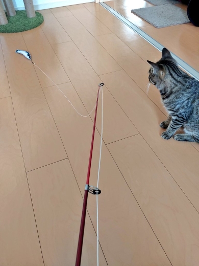 釣竿型じゃらしを見つめるニャンコ