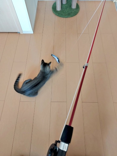 釣竿型じゃらしに飛びつくニャンコ