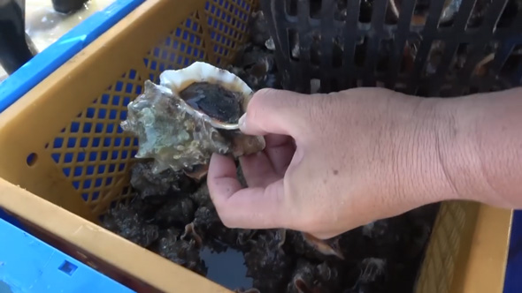 潮干狩り トッポ 貝 アカニシ 水たまり 手を突っ込む カニ 漁師 船