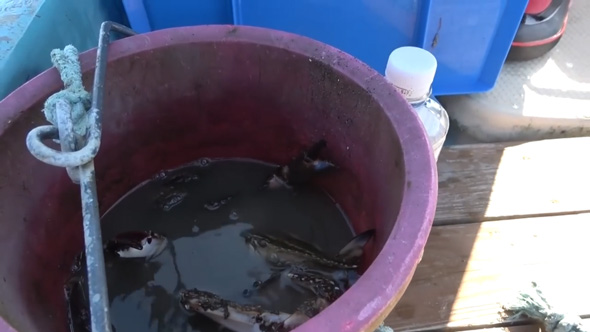 潮干狩り トッポ 貝 アカニシ 水たまり 手を突っ込む カニ 漁師 船