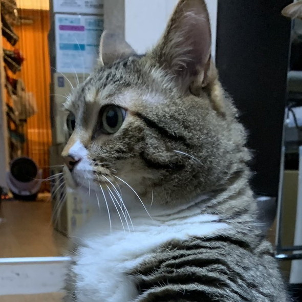 立っている猫ちゃんの横から見た姿