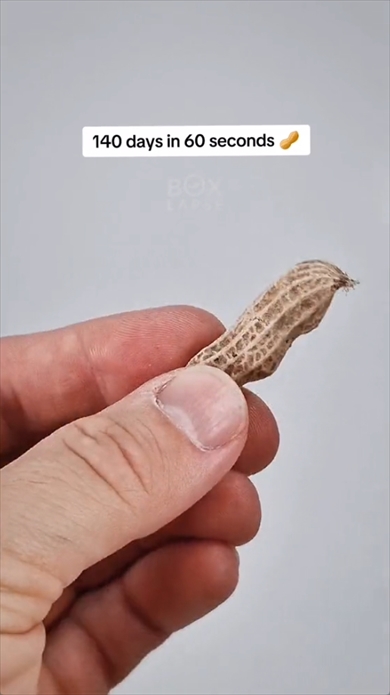 ピーナッツ　成長　タイムラプスビデオ