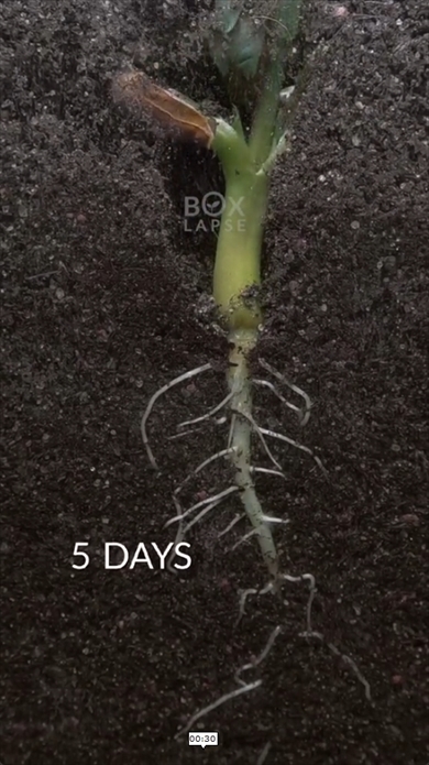 ピーナッツ　成長　タイムラプスビデオ